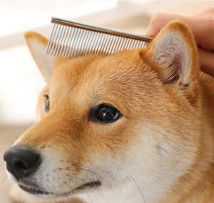 Peine para el cuidado de mascotas al por mayor, peine con nudo para el pelo de perro, peine para el cuidado de perros, peine para galgos - Product Image 3