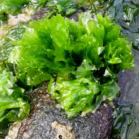 ROHSTOFF GRÜN ULVA LACTUCA SEAWEED DRY ULVA LACTUCA MIT BESTEM PREIS AKINA