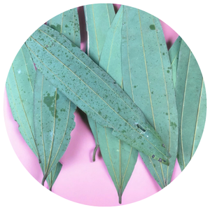 อบเชย Type-1ขนาดใหญ่สม่ำเสมอและมีคุณภาพสูงส่งออกทั่วโลกในปริมาณมาก - Product Image 2