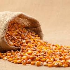 Maíz Amarillo Seco, Transgénico, para Consumo Humano y Alimentación Animal, a Precio de Mayoreo - Product Image 5