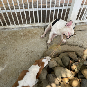 Boules de chanvre durables en gros pour chien, boule à mâcher en corde naturelle et écologique, matériaux durables du Vietnam - Product Image 4