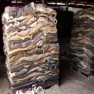 Best Price Dry and Wet Salted Cow Hides / Skins / Animal Cattle Hides Available in Bulk - Product Image 6