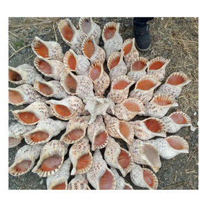 La mejor opción Charonia Tritonis Shell Trompeta Triton Shell/ Queen Snail Shell con alta calidad y el mejor precio - Product Image 4