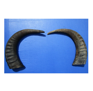 Cornes de buffle polies - Style religieux et angélique, cornes naturelles propres et séchées, export en vrac pour la fabrication - Product Image 3