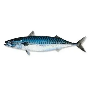 Whole Round Frozen Fresh Sardine and Mackerel Fish