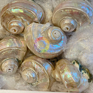 Cadre de miroir décoratif élégant Seashell fabriqué avec un matériau de coquille de mer poli authentique du Vietnam - Caryln 0084935825297 - Product Image 4