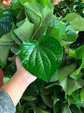 LOTLOT NATURAL CONGELADO A BASE DE PLANTAS SUPERALIMENTO ETIQUETA LIMPIA INMUNE BOOST HOJAS ENTERAS ALTA CALIDAD - Product Image 3