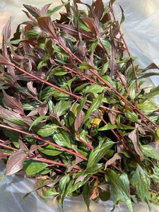 Thé Pouzolzia violet en gros, feuilles de thé authentiques d'origine vietnamienne, Mme May - Product Image 2