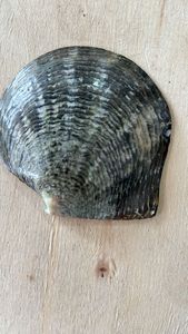 Labio negro natural madre de conchas de mar perla ideal para reventa por tiendas de suministros de conchas de mar - Product Image 3