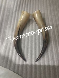 Rare meilleure qualité taureau, boeuf, vache, corne plus longue paire en vrac et au détail Unique unique bovin poli corne paire disponible - Product Image 4