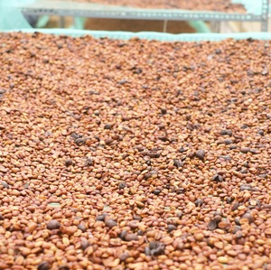 Café Molido Tostado de Alta Calidad al por Mayor, 100% Robusta, Dalakon Dak Lak, 0.25kg, Mezcla Robusta, Tostado Intenso, Amargo, Café de Vietnam, HACCP - Product Image 5