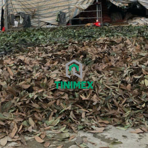 ใบซินนามอนตากแดดสะอาดกลิ่นหอม dalchini patta hojas de Canela สำหรับผู้นำเข้าเครื่องเทศ - Product Image 4