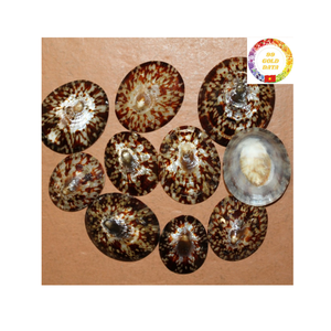 Vente en gros de coquillages naturels de haute qualité pour l'artisanat, la décoration de bijoux, prix inférieur pour les acheteurs en gros - Product Image 1