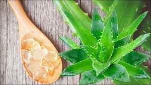 La gelatina de aloe vera a base de plantas ofrece una textura relajante fresca amada por sus beneficios para la salud y cualidades refrescantes en cada mordida - Product Image 3