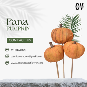 Arreglo de Flores Secas de Calabaza Pana Ecológicas de Primera Calidad para Manualidades, Bodas, Graduaciones, Halloween, Hogar y Oficina - Product Image 1