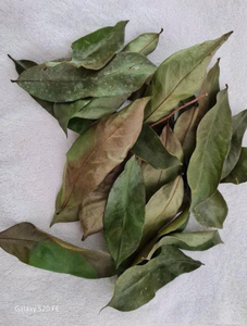 Hojas de Guanábana Secas de Calidad de Exportación, Annona Muricata, Hoja Entera para Té, Suministro Crudo - Product Image 2