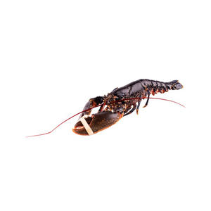 Comment nettoyer et préparer les homards vivants Recettes de homard pour les dîners de vacances - Product Image 2