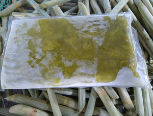 Proveedor a granel de caña de azúcar fresca de Vietnam | Embalaje de exportación, servicio OEM/ODM, entrega a tiempo | Dulce natural para bebida de verano - Product Image 4