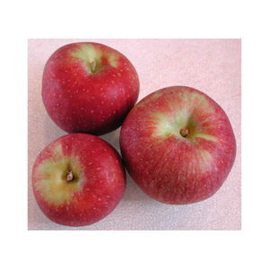 Pommes fraîches mélangées, variétés assorties, fruits sucrés et croquants pour les supermarchés, les grossistes, les sociétés de commerce international - Product Image 4