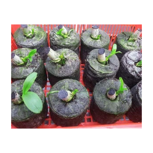 Best Price for Wholesale Coco Peat Pellet for Growing Plants Coco Coir Pellet Fiber Soil for Planting, Coco Peat <b>Discs</b> For Sales - Product Image 2