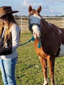 Juego de Cabezada y Cabestro de Cuero Clásico Hecho a Mano para Equitación - Product Image 2