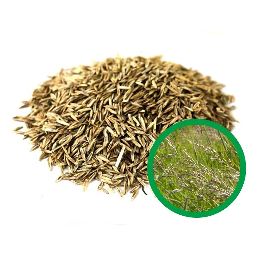 Wholesale high quality animal feed herbs in bulk ryegrass herb seeds for sale from perennial and annual herbs supplier