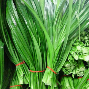 HOJAS PANDAN CONGELADAS DE PRIMERA CALIDAD CON HIERBA FRAGANTE NATURAL PARA POSTRES Y BEBIDAS - Product Image 1