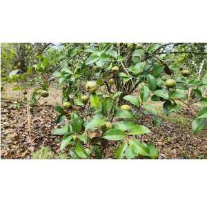 Extrait naturel huile de graines de camélia biologique pure à 100% sans additif ni hexane pour les soins de la peau et des cheveux utilisation cosmétique - Product Image 4