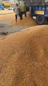 Maíz Amarillo Seco Natural Sin OMG de la Mejor Calidad, Suministro de Fábrica, para Alimento de Aves, Alimento Congelado para Animales, Venta a Precio Económico para Exportación - Product Image 5