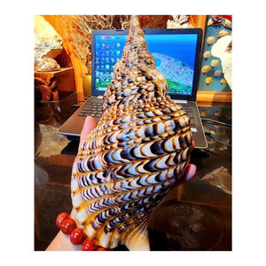 Coquillage de trompette naturelle du Vietnam: Coquillage de trompette, adapté à la décoration élégante d'hôtel et aux accessoires d'affichage à la mode pour la maison - Product Image 2