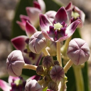 Extrait de plante naturelle Calotropis procera à bas prix - Product Image 3