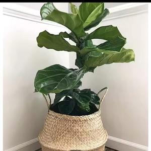 Jardinière ronde en herbe de mer personnalisable, porte-plante décoratif avec poignées durables, couleur et taille personnalisées, panier de jardin d'extérieur - Product Image 5