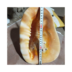 Cassis Madagascariensis natural, conchas de caracol, conchas marinas-Material artístico artesanal hecho a mano-decoración del hogar, diseños creativos - Product Image 6