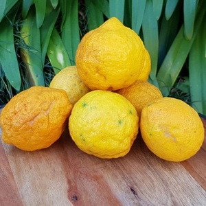 Citrons et citrons verts frais en gros - Product Image 1