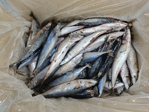 Caballa del Pacífico Congelada IQF al por Mayor con 12 Meses de Vida Útil y Servicios de Personalización Altamente Flexibles - Product Image 6