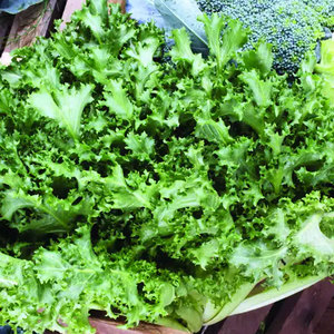 Fournisseur en gros de chicorée d'endives: Légumes à feuilles amères de qualité supérieure les plus vendus - Product Image 5