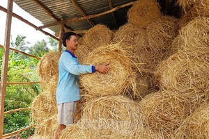 Nhà cung cấp tốt nhất chất lượng gạo rơm liên hệ với chúng tôi giá tốt nhất bán buôn Việt Nam Sử dụng cho hàng thủ công, và sửa đổi đất - Product Image 6