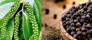 PIMIENTA NEGRA PURA SECADA AL SOL PARA condimentos A BASE DE PLANTAS Y COCINA LIMPIA - Product Image 4