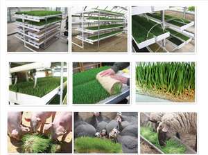 ONEone Barley Green Forage Fodder Grow Trays Hydroponic Fodder System - Product Image 5