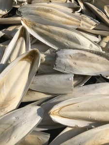 Meilleure offre de prix pour l'os de seiche du Vietnam, produit en vrac pour les importateurs recherchant une offre stable et des prix compétitifs - Product Image 2
