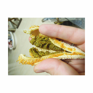 ปลาดาวที่อุดมด้วยสารอาหารมีจำหน่ายในราคาขายส่งที่แข่งขันได้ - Product Image 3