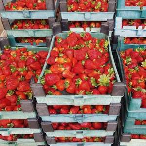 Fresas Frescas de Primera Clase, Bayas Rojas Dulces con Alto Contenido de Brix 12+, Grado de Exportación, Listas para Transporte Aéreo al por Mayor - Product Image 5
