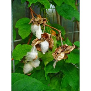 Coton brut biologique de qualité textile (Gossypium Arboreum) blanchi de qualité A pour les unités de filature et de tissage en gros du Brésil - Product Image 1