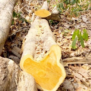 Bûches et bois sciés durables en teck naturel d'Afrique pour la construction navale - Product Image 5