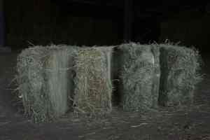 Natural Rhodes Grass <b>Hay</b> Dried Animal Feed in Bales Balanced Diet for Pig Cattle Horse Consumption - Product Image 4