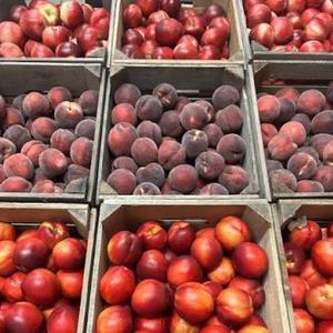 Organic Chilean Nectarines for Export Multiple Varieties with Sweet Flavor Fresh and Cold Chain Guaranteed - Product Image 6