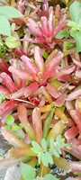 Bromelia Ruborizada, Planta de Flor Fresca Cortada, 20cm, Origen Ecuador, Huertos Del Ecuador, Guayaquil