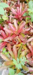 ต้นบรมีเลีย รูโบริซาดา ดอกสดตัดได้ ขนาด 20 ซม. นำเข้าจากประเทศเอกวาดอร์ - Product Image 2