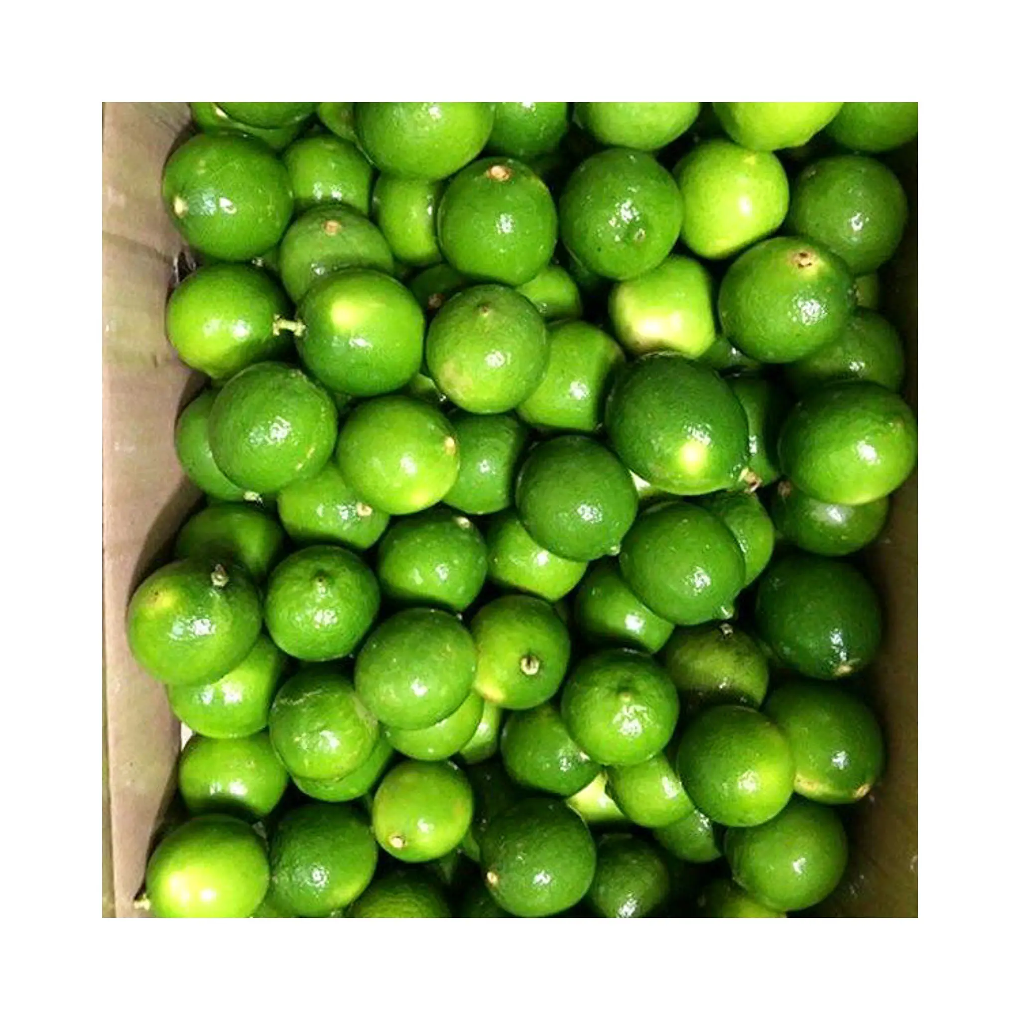 Lime verdi senza semi freschi naturali con il miglior prezzo di qualità Premium/Vietnam limone Top fornitore di limone essiccato affettato