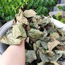 Daun Betel Kering Alami 100% 500g Piper Betle Linn dengan Aroma Tanaman Alami untuk Kesehatan dari Vietnam